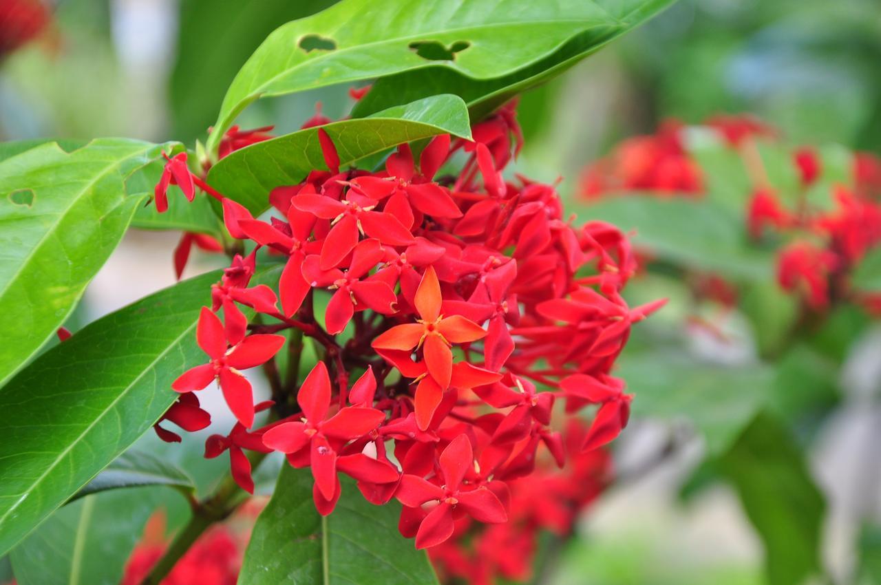 Sigiriya Amenity Home Stay Екстериор снимка