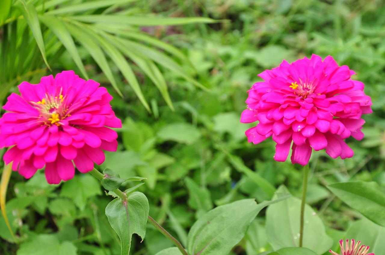 Sigiriya Amenity Home Stay Екстериор снимка
