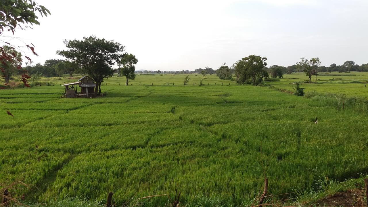 Sigiriya Amenity Home Stay Екстериор снимка